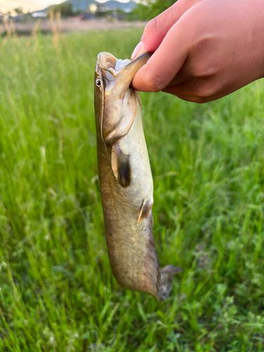 ナマズの釣果