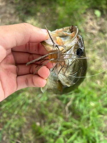 ラージマウスバスの釣果