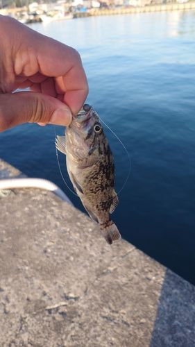 クロソイの釣果