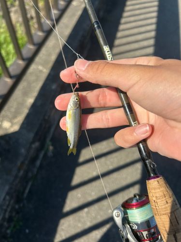 カワムツの釣果