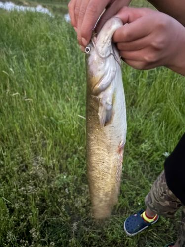 ナマズの釣果