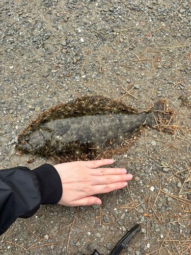 ヒラメの釣果