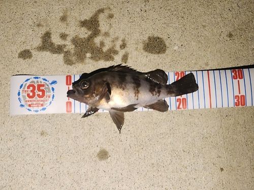 メバルの釣果