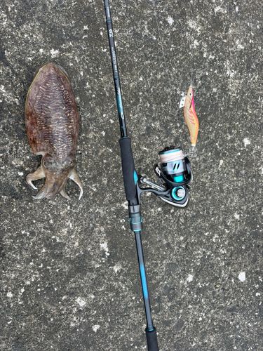 コウイカの釣果