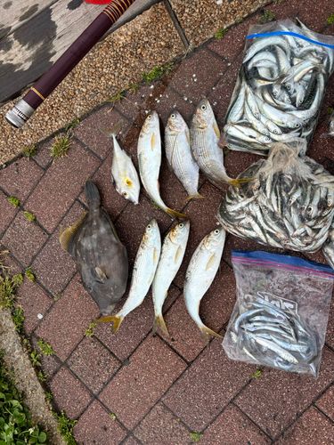 コノシロの釣果