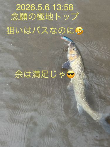 ニゴイの釣果