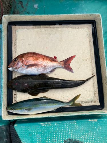 マダイの釣果