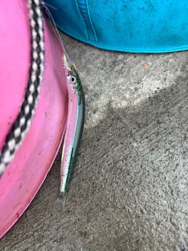 キビナゴの釣果
