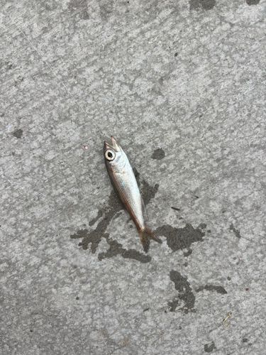 ムツの釣果
