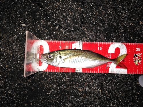 マアジの釣果