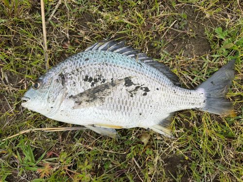 キビレの釣果