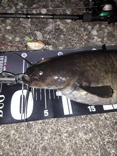 ナマズの釣果