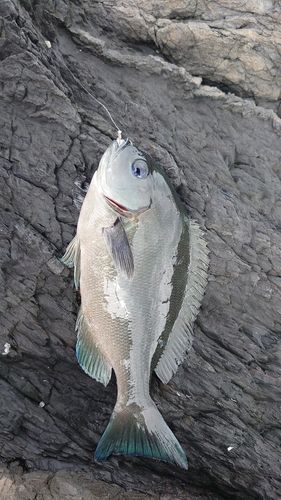 グレの釣果
