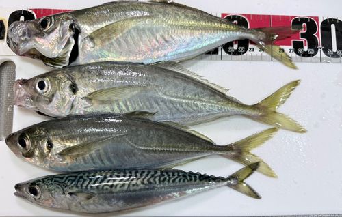 アジの釣果