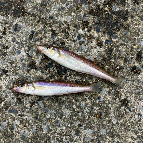 シロギスの釣果