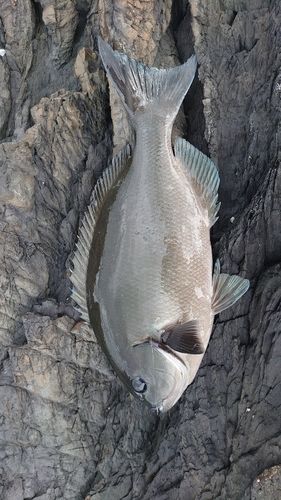 グレの釣果