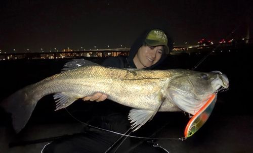 シーバスの釣果