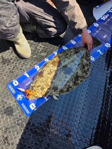 ヒラメの釣果