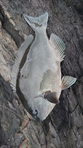 グレの釣果