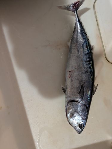 マルソウダの釣果