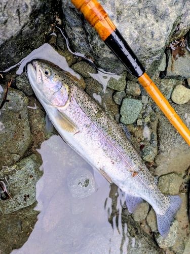 ニジマスの釣果