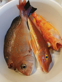 マダイの釣果