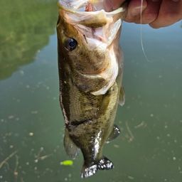 ブラックバスの釣果写真