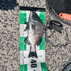 クロダイの釣果