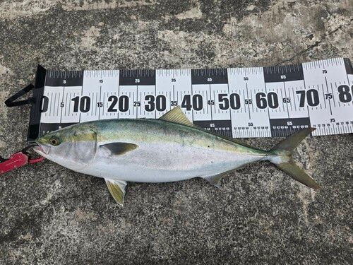 メジロの釣果