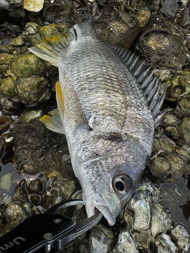 キビレの釣果