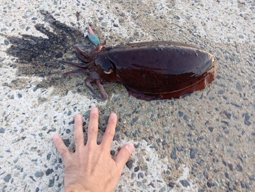コウイカの釣果