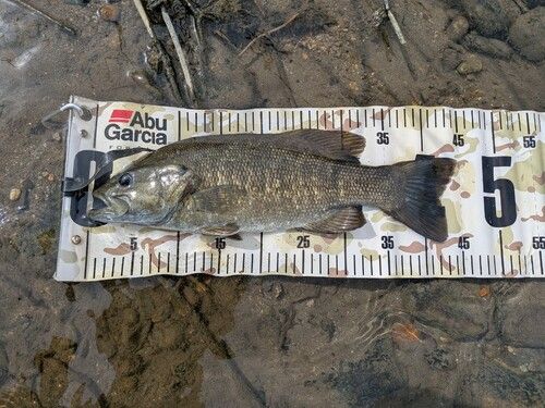 スモールマウスバスの釣果