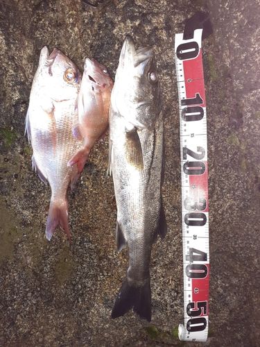 シーバスの釣果