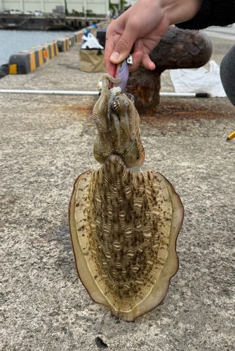モンゴウイカの釣果