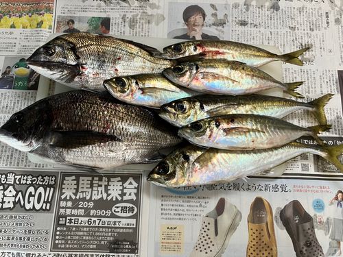 アジの釣果