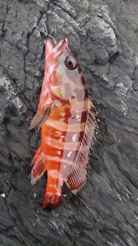 アカハタの釣果
