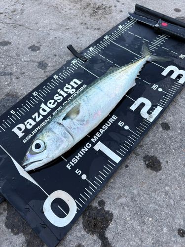 サバの釣果