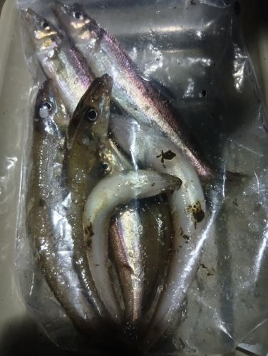 キスの釣果