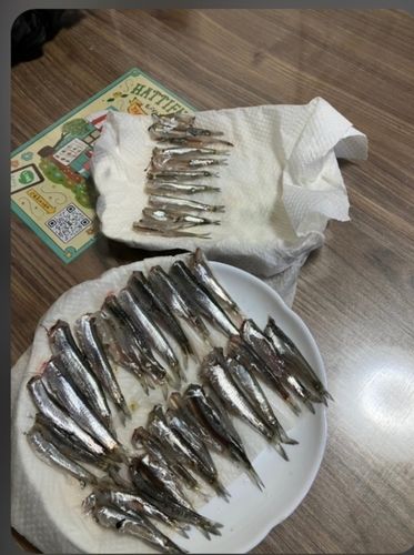 カタクチイワシの釣果