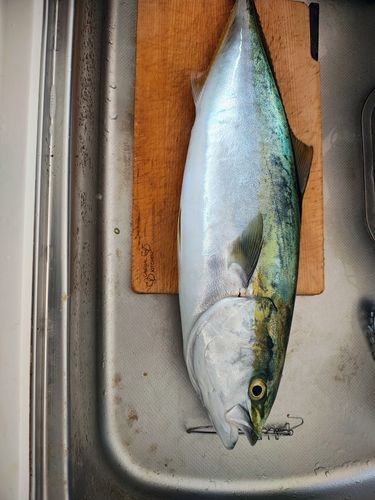 メジロの釣果