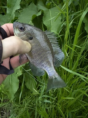ブルーギルの釣果