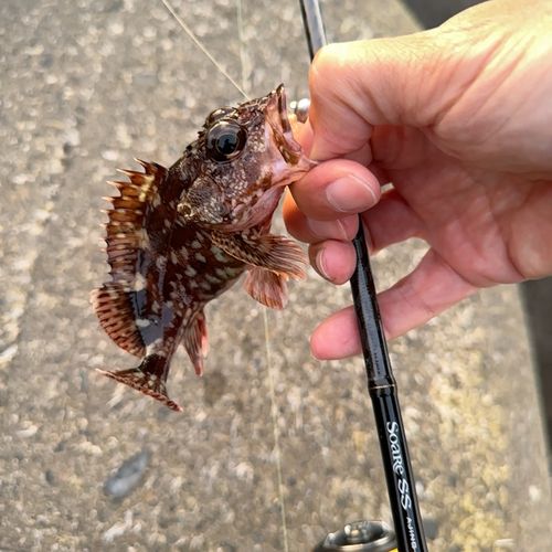 カサゴの釣果
