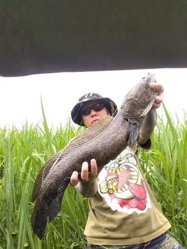 静岡県で釣れたライギョの釣り・釣果情報 - アングラーズ | 釣果600万