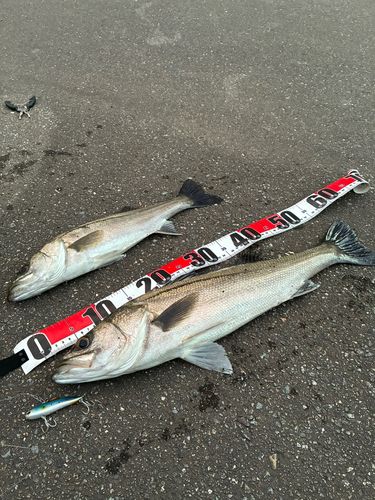 釣果