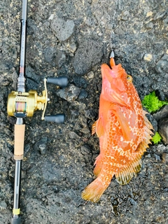 キジハタの釣果