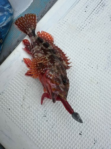 カサゴの釣果