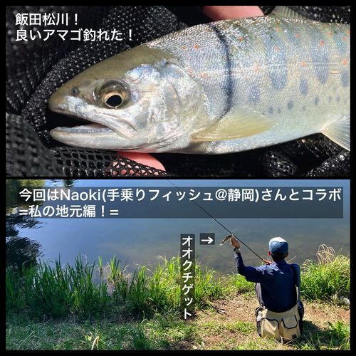 アマゴの釣果