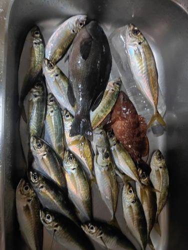 マアジの釣果