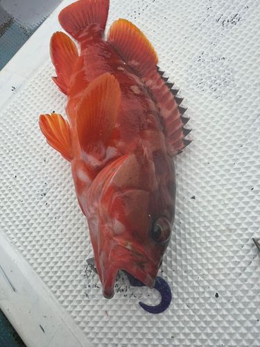 アカハタの釣果
