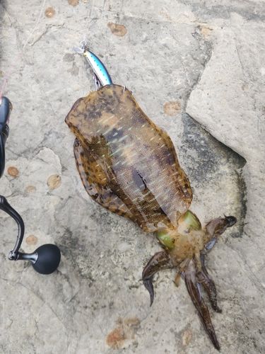 アオリイカの釣果